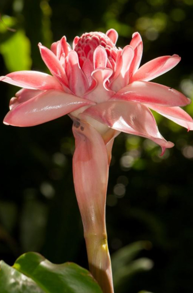 Segeln-in-der-Südsee-Blume