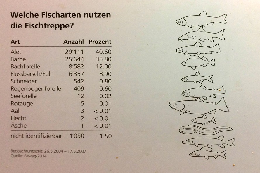 Benutzung der Fischtreppe beim Kleinwasserkraftwerk Muehlenplatz in Luzern